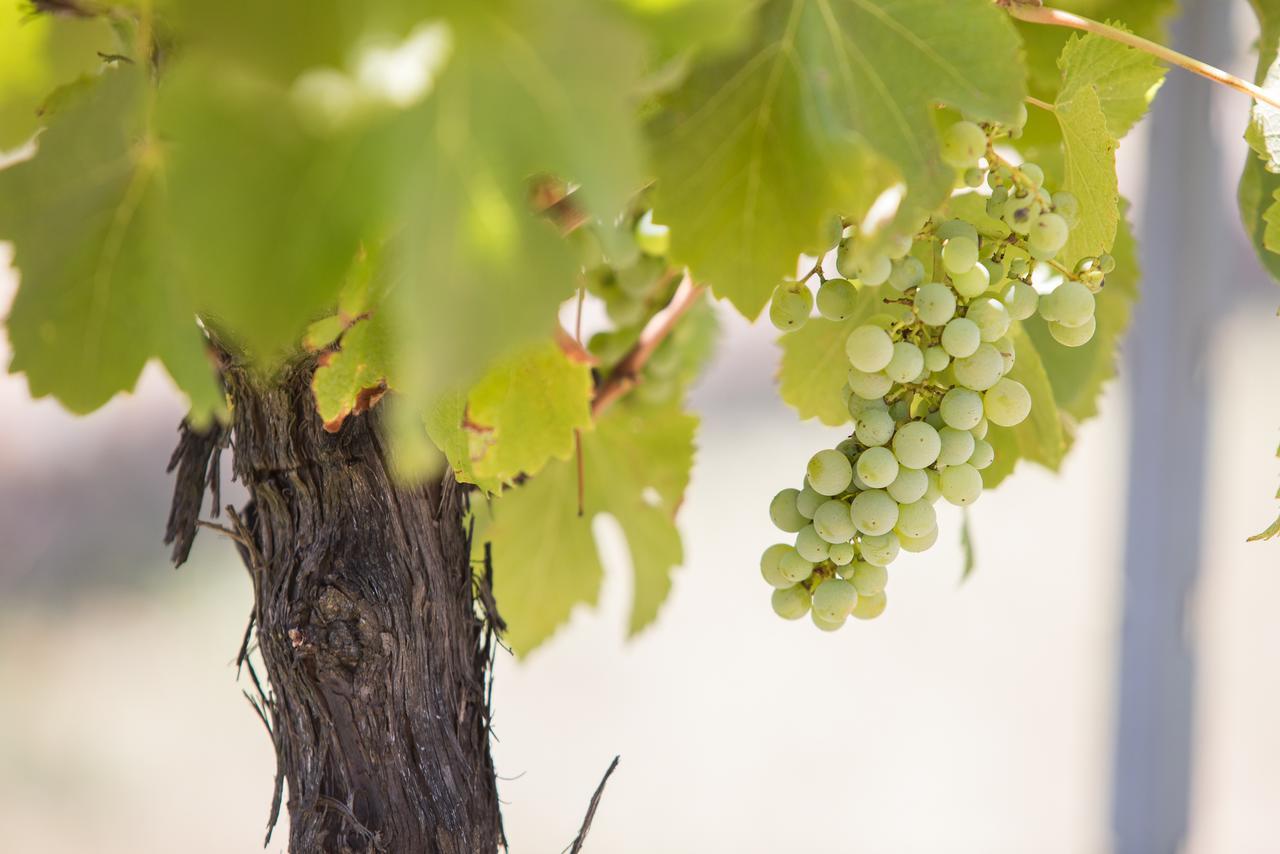 Petersons Armidale Winery And Guesthouse Exterior foto